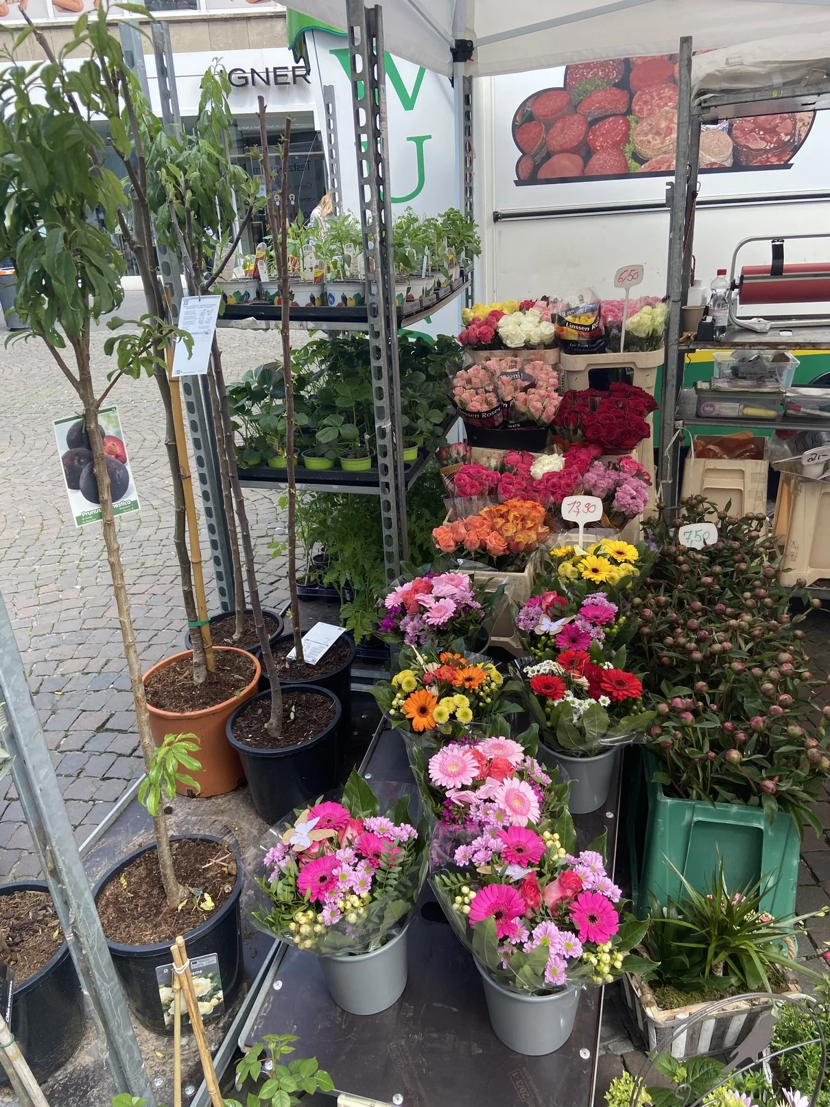 zucchini blumenkasten Kompakte Zucchini