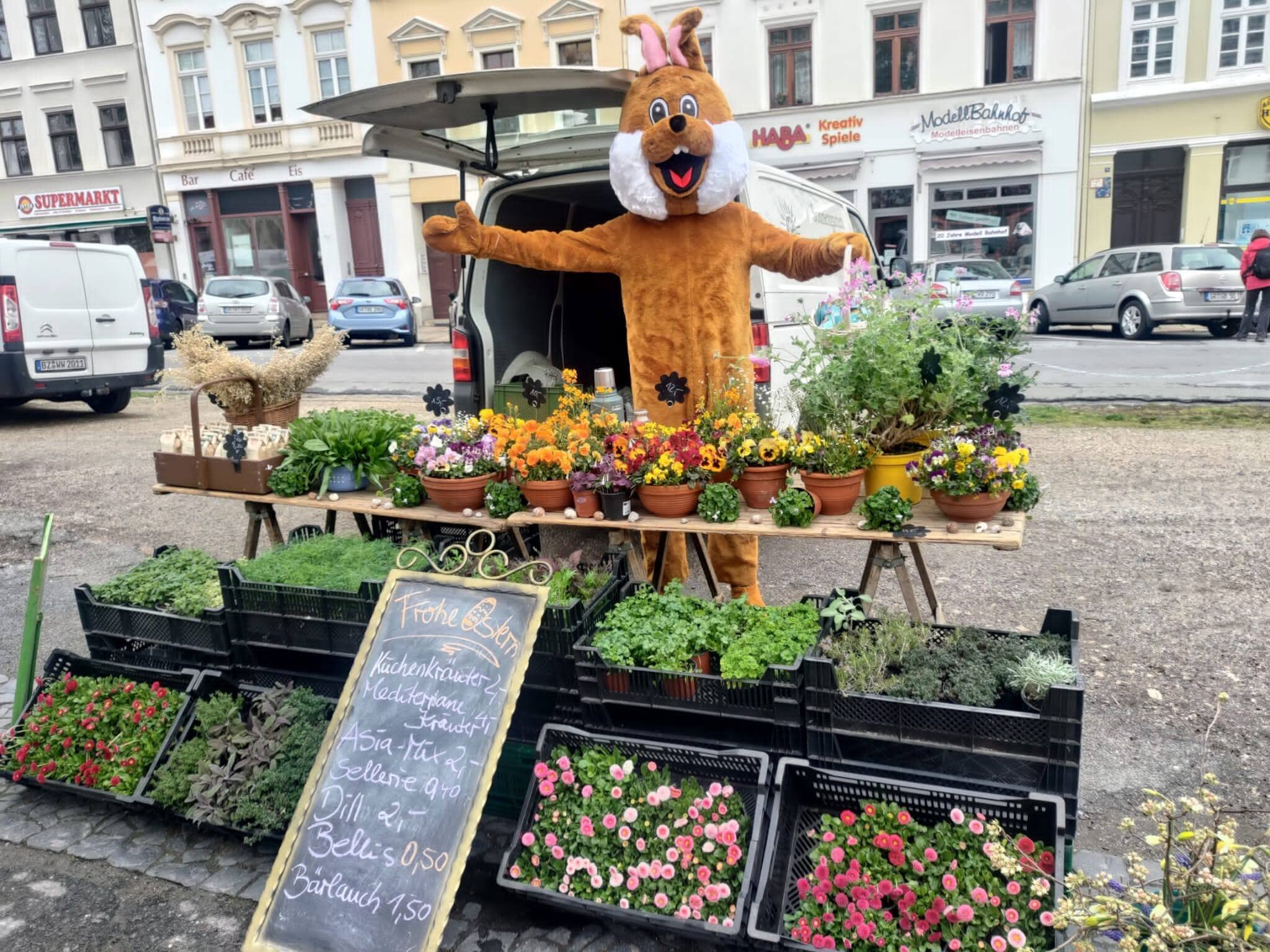 Osterhase auf dem Wochenmarkt in Görlitz: Süße Grüße zum  Osterfest 