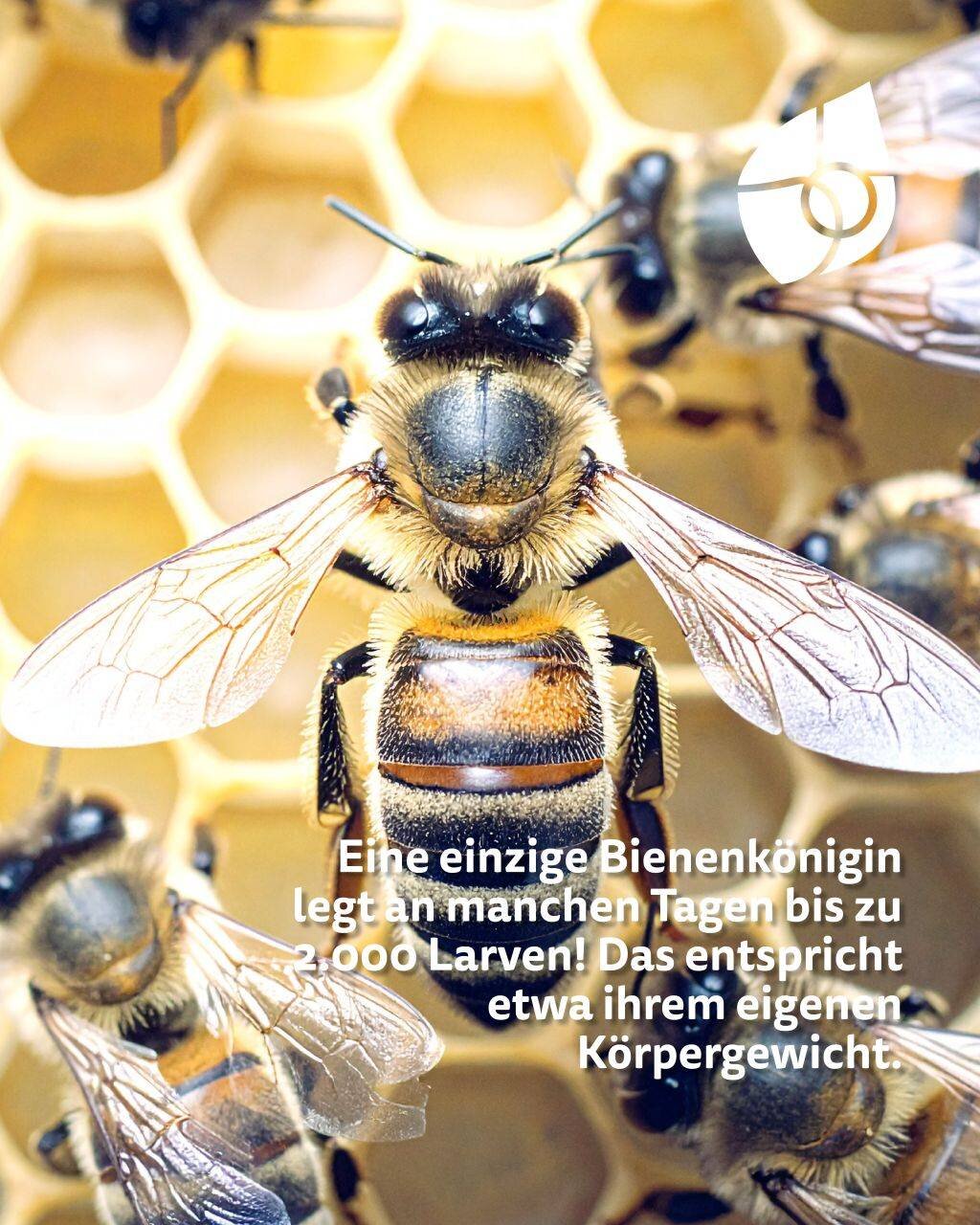 Rückblick zum Muttertag: Ein Hoch auf alle Mütter – ob mit zwei, vier oder sechs Beinen!